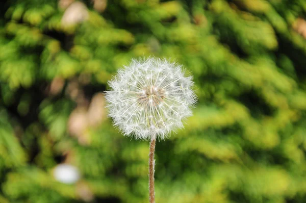 Yeşil zemin üzerine ortak karahindiba