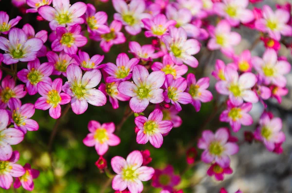 Saxifrage Çiçekler bahçede yere