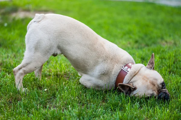 Kahverengi Fransız buldozer