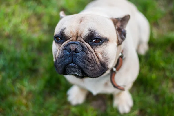 Kahverengi Fransız buldozer