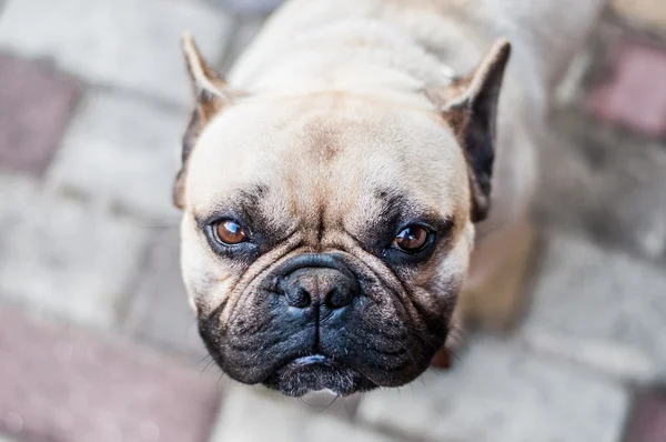 Kahverengi Fransız buldozer