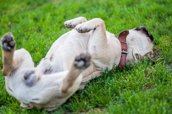Kahverengi Fransız buldozer