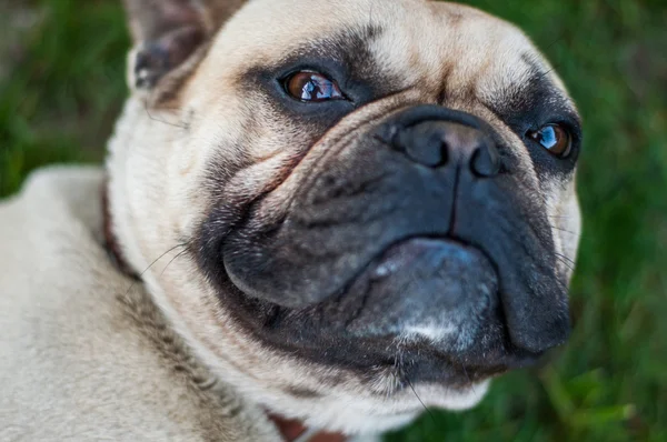 Kahverengi Fransız buldozer 