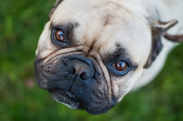 Kahverengi Fransız buldozer