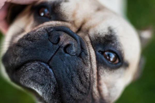 Kahverengi Fransız buldozer