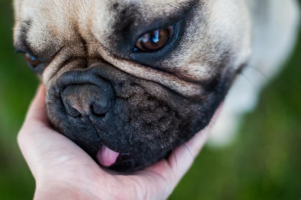 Kahverengi Fransız buldozer