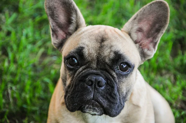 Kahverengi Fransız buldozer