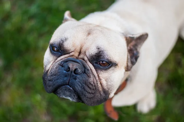 Bulldog francés marrón — Foto de Stock