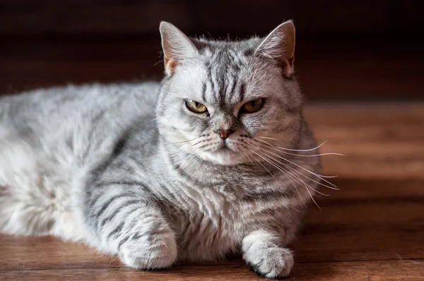  Yalan kötü İngiliz kedi 