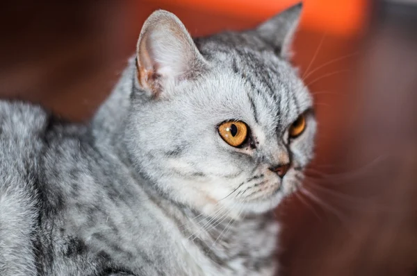  Yalan kötü İngiliz kedi 