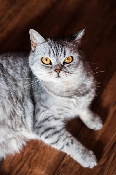  Yalan kötü İngiliz kedi 