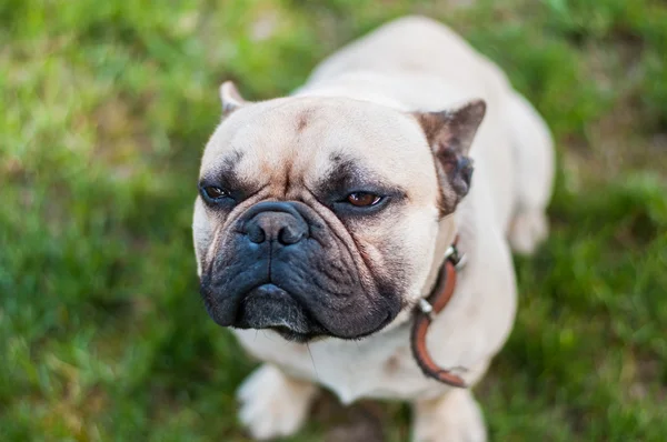 Bulldog francés marrón Imágenes De Stock Sin Royalties Gratis