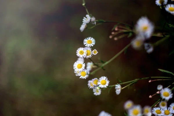 Koyu arka plan üzerinde papatya