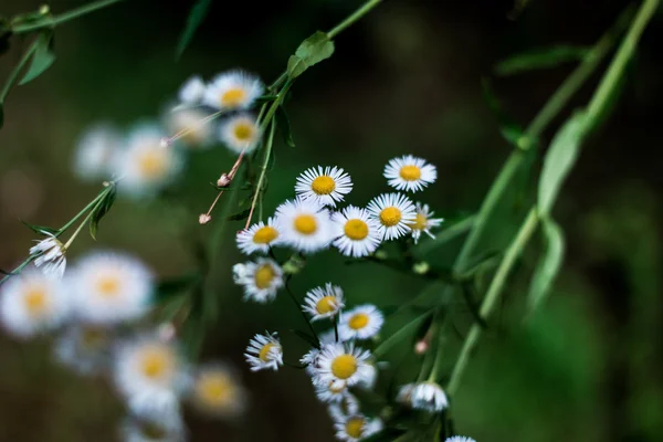 Koyu arka plan üzerinde papatya