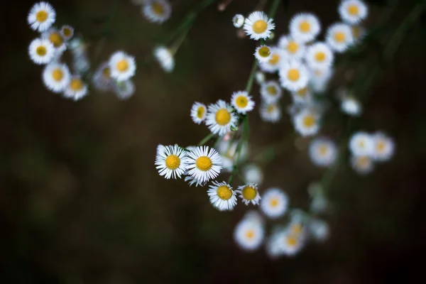 Koyu arka plan üzerinde papatya