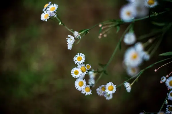 Koyu arka plan üzerinde papatya