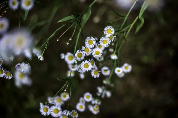 Koyu arka plan üzerinde papatya