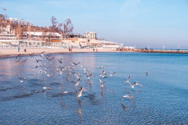 Deniz üzerinde martılar (Odessa, Ukrayna)