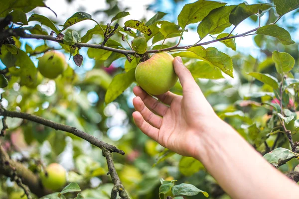 Una mano busca una manzana madura en un árbol Fotos De Stock