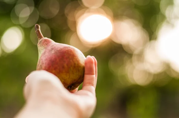 Gün batımında elinde armut