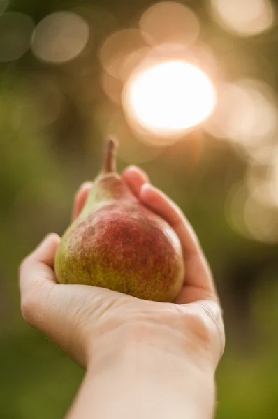 Gün batımında elinde armut