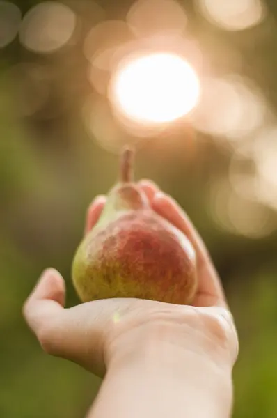 Gün batımında elinde armut