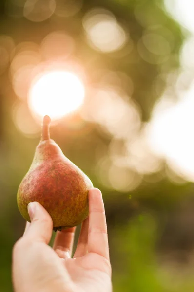 Gün batımında elinde armut