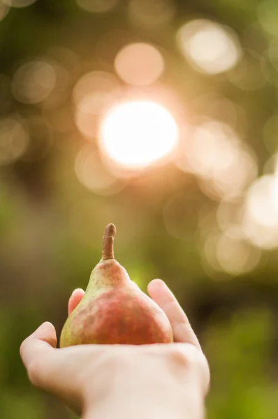 Gün batımında elinde armut