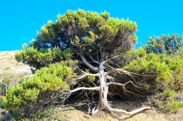 Kuru gövde ile buzlu yayılan ağaç.