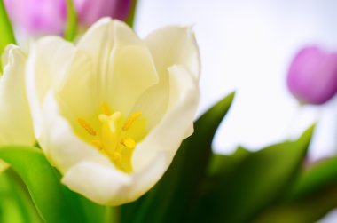 Beyaz-Sarı laleler.