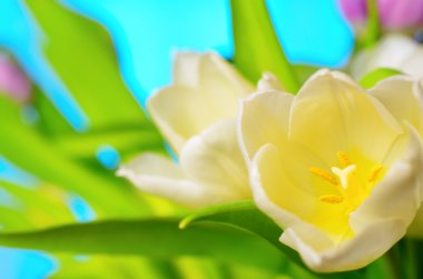 Beyaz-Sarı laleler.