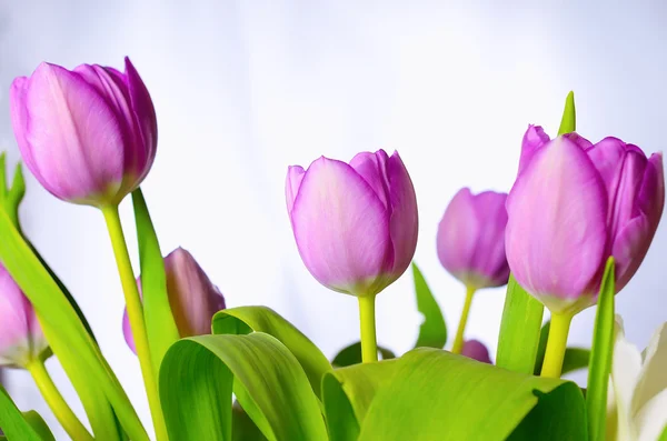 Lila tulipán. — Stock Fotó