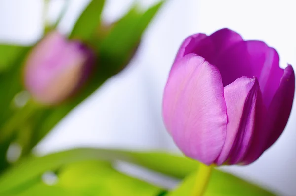 Lila tulipán. — Stock Fotó