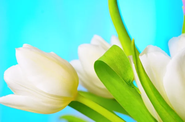 Fehér-sárga tulipánok. — Stock Fotó