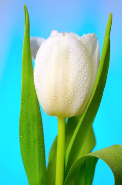 Su damlaları ile Beyaz-Sarı laleler.