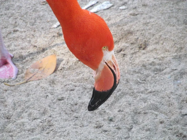 Heller Flamingokopf — Stockfoto