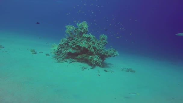 Corallo Morbido Duro Nel Mar Rosso — Video Stock