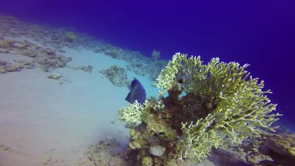 Yellowbar Angelfish Pomacanthus Maculosus Intag Röda Havet Egypten — Stockvideo