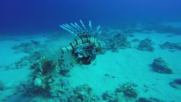 Lejonfiskar Simmar Runt Korallrevet Dykning Röda Havet Nära Egypten — Stockvideo