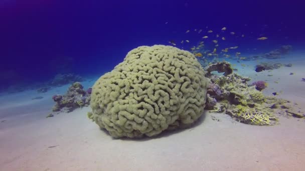 Burbuja Masiva Coral Mar Rojo Egipto — Vídeos de Stock