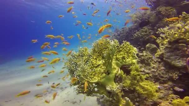 부드러운 산호와 주위를 헤엄치는 금붕어 — 비디오