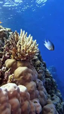 Dikenli deniz yıldızı. (Fromia nodosa) Sharm el Sheikh, Mısır 'da çekildi.