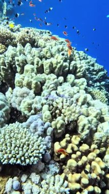 Dikenli deniz yıldızı. (Fromia nodosa) Sharm el Sheikh, Mısır 'da çekildi.