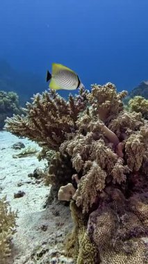 Sembol kelebek balığı. (Chaetodon trifasialias) Sharm el Sheikh, Mısır 'da çekildi.