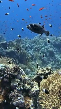 Maskeli Puffer (arothron diadematus). Kızıl Deniz, Mısır 'da çekildi.