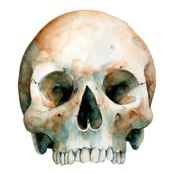 Human Skull On White Background, Watercolor Sketch, Vector Illustration. — Stock Vector