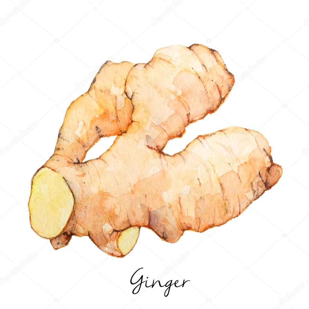 Ginger Watercolor Sketch, Vector Illustration.