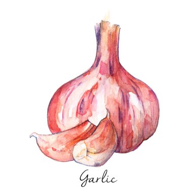 Sarımsak, suluboya kroki, vektör çizim.