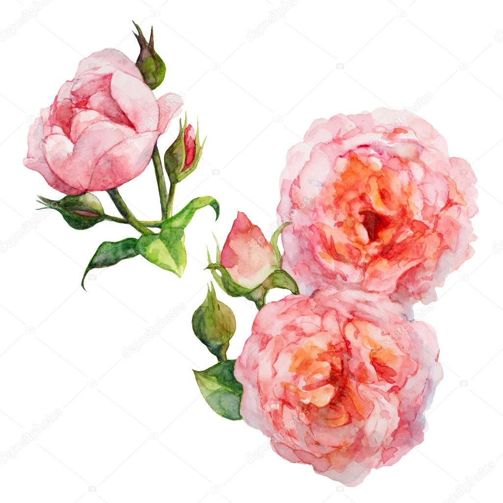 Pink Roses, Flower Watercolor Painting, Vector Illustration.