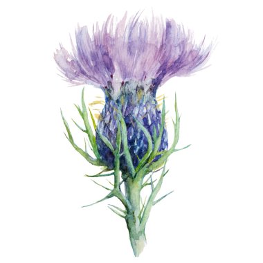 Milk Thistle, Flower Watercolor Painting, Vector Illustration. clipart
